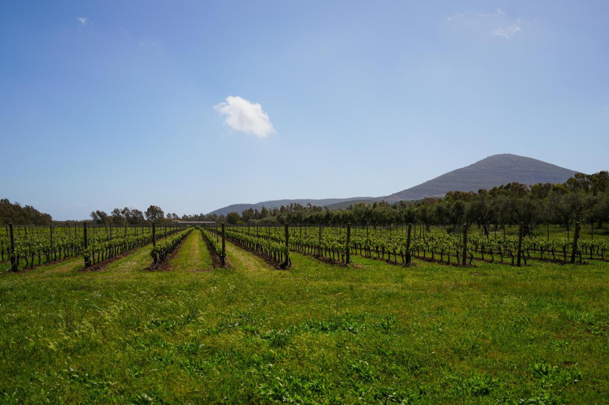 Agriturismo Casale Degli Ulivi Alghero Santa Maria la Palma Ngoại thất bức ảnh